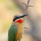 Bienenfresser - Süd Luangwa