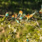 Bienenfresser tanken Sonne