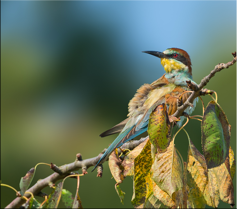 Bienenfresser Ton in Ton