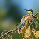 Bienenfresser Ton in Ton