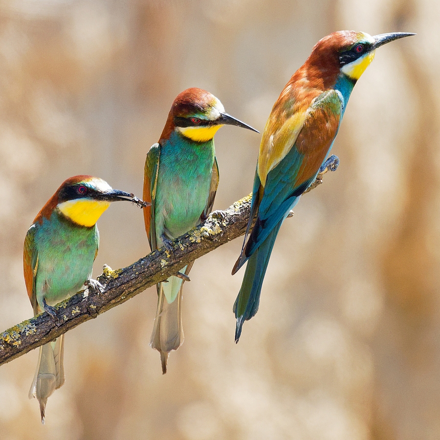 Bienenfresser Trio