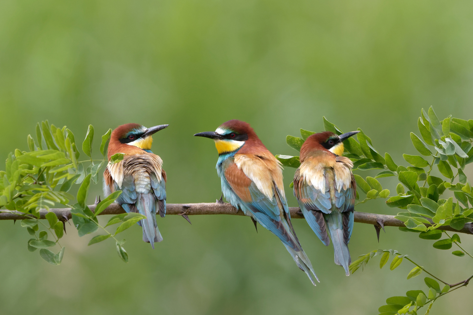 Bienenfresser Trio