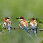 Bienenfresser Trio