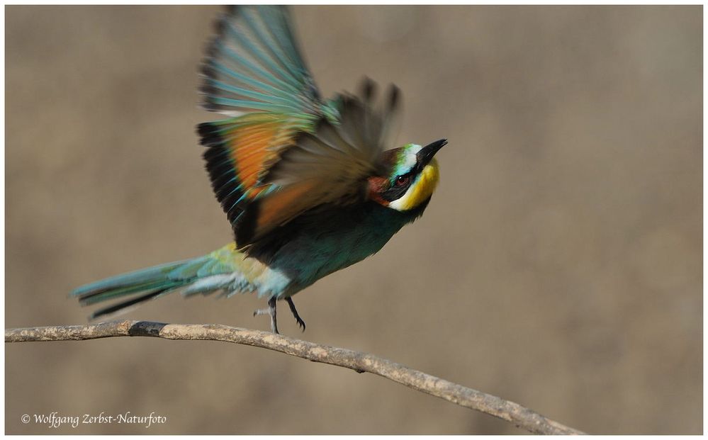 --- Bienenfresser und weg ---- ( Merops apiaster )