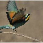 --- Bienenfresser und weg ---- ( Merops apiaster )