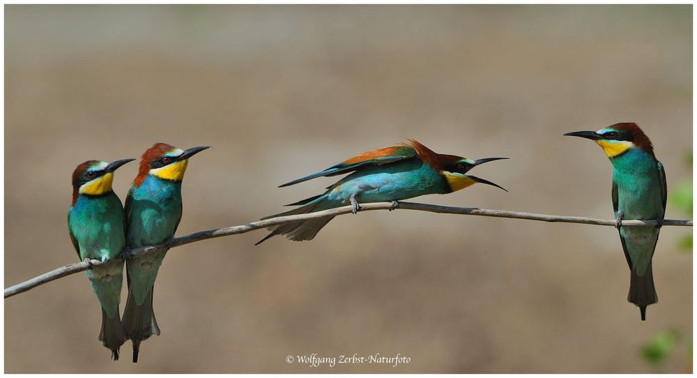 --- Bienenfresser - Versammlung --- ( Merops apiaster )