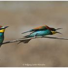 --- Bienenfresser - Versammlung --- ( Merops apiaster )