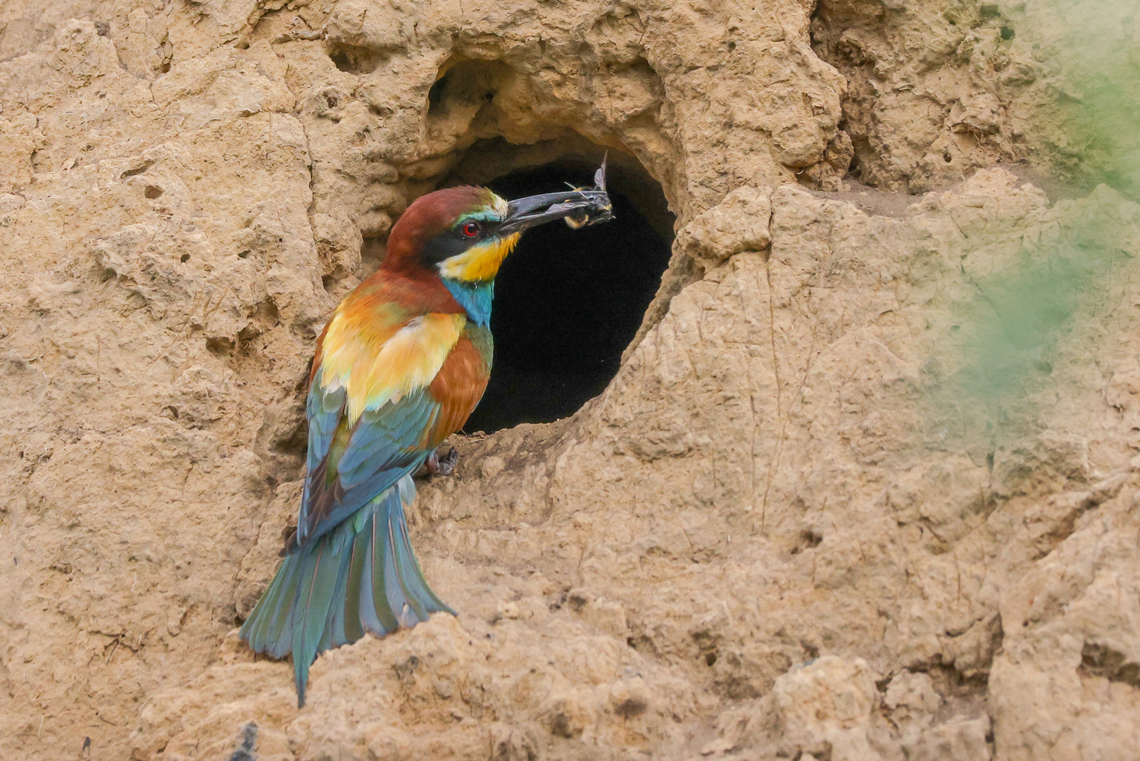 Bienenfresser vor Bruthöhle