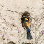 Bienenfresser vor der Bruthöhle ...