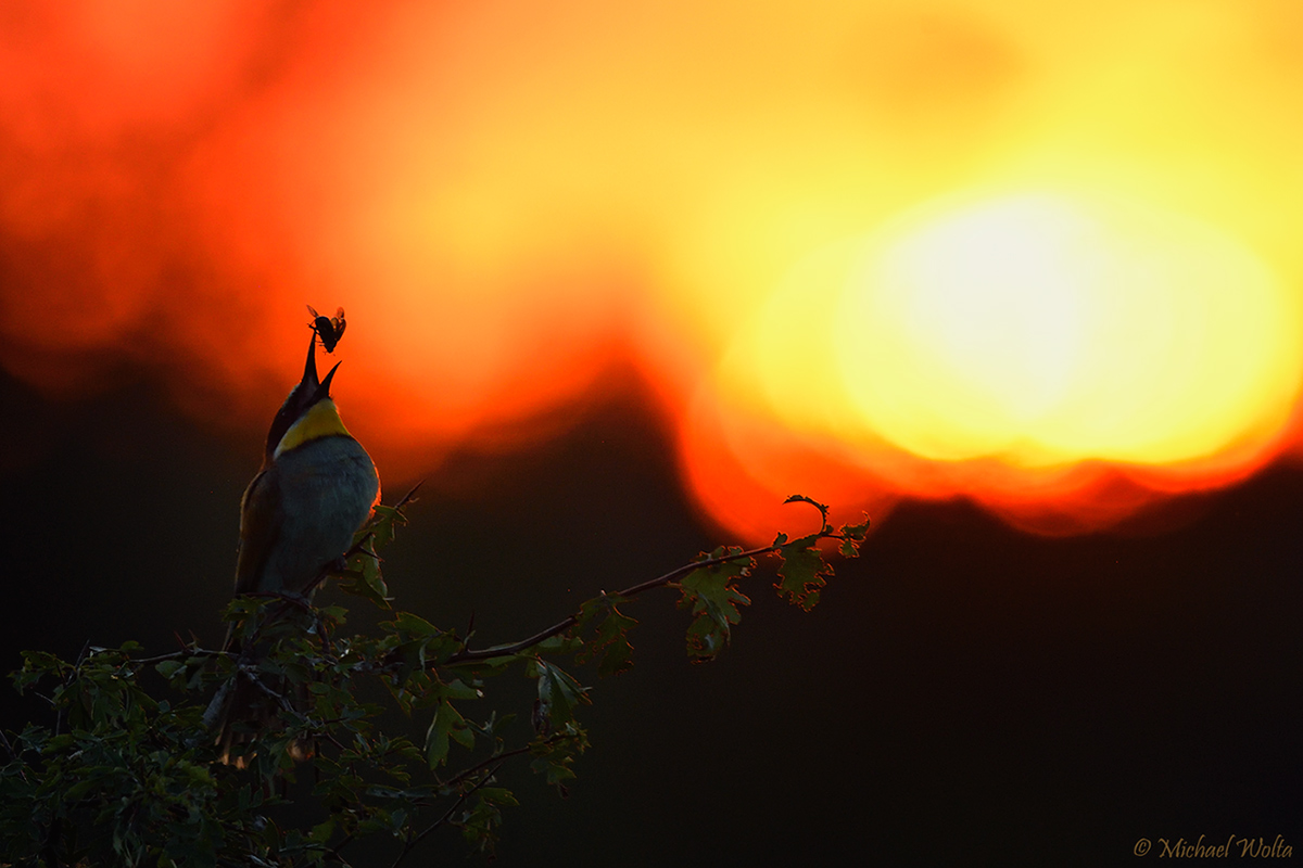 Bienenfresser vor flammendem Himmel