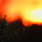 Bienenfresser vor flammendem Himmel