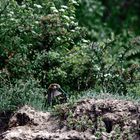 Bienenfresser vor Landung