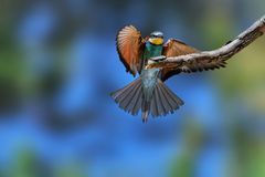 Bienenfresser vor Landung