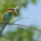 Bienenfresser vs. Schwalbenschwanz