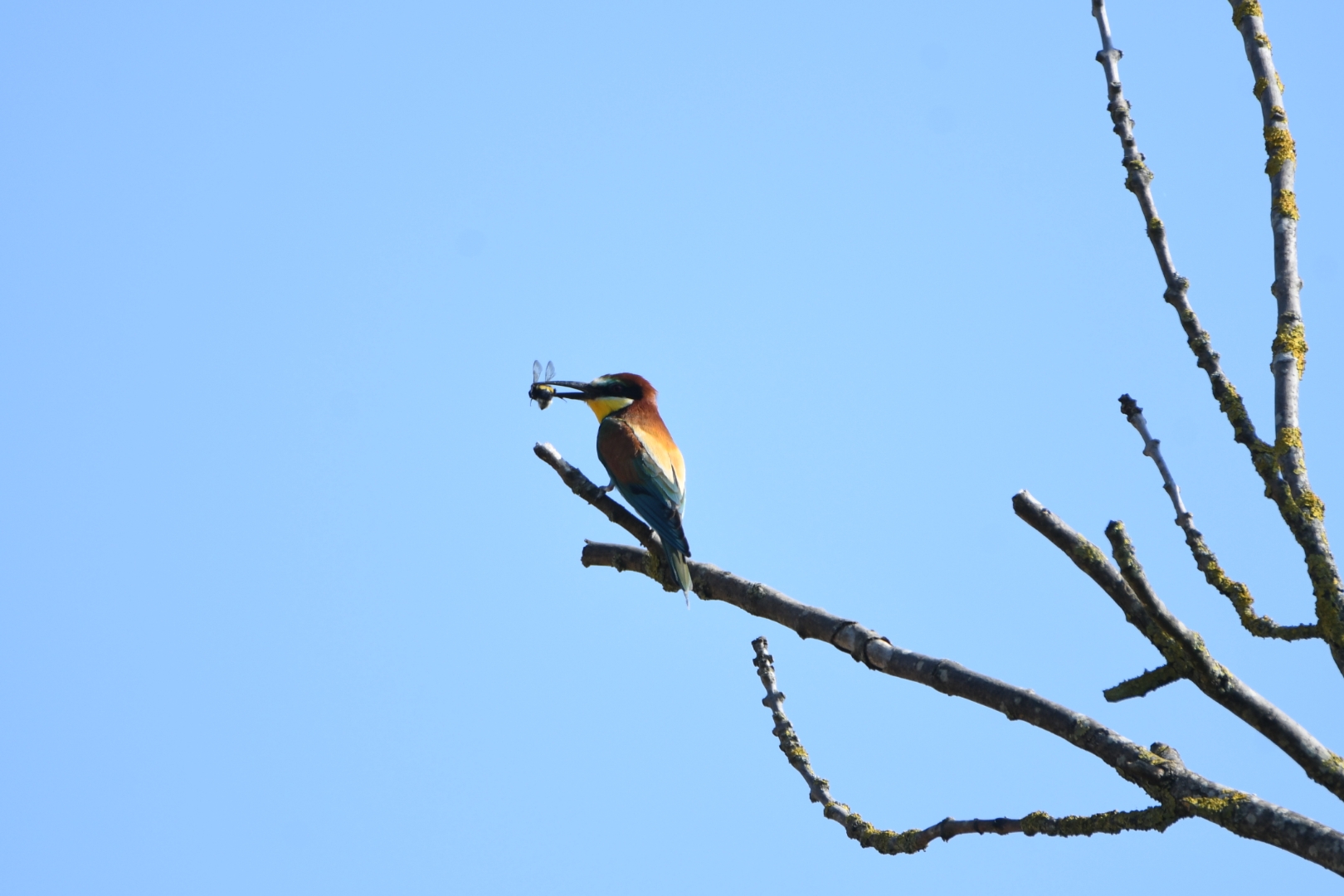 Bienenfresser wartet auf die Holde