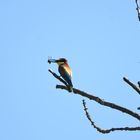 Bienenfresser wartet auf die Holde