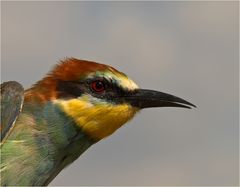 Bienenfresser Weibchen