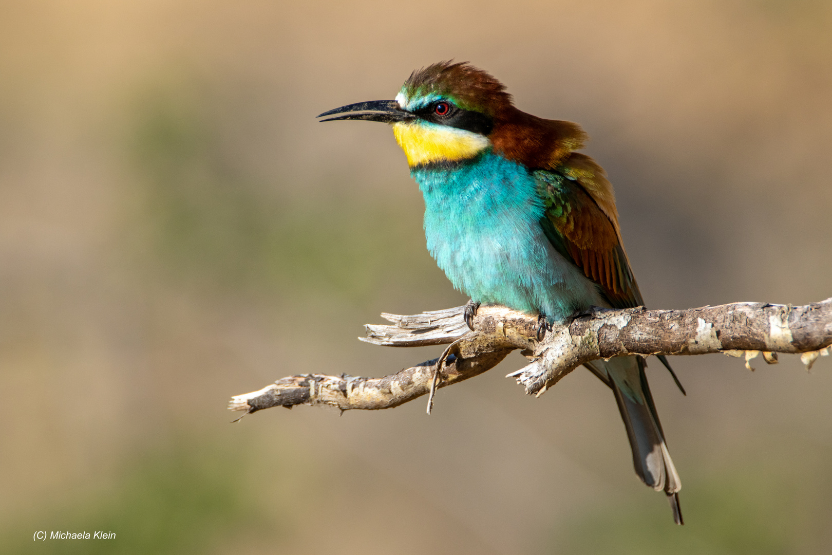 Bienenfresser Weibchen