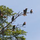 Bienenfresser - Weiden am See 3