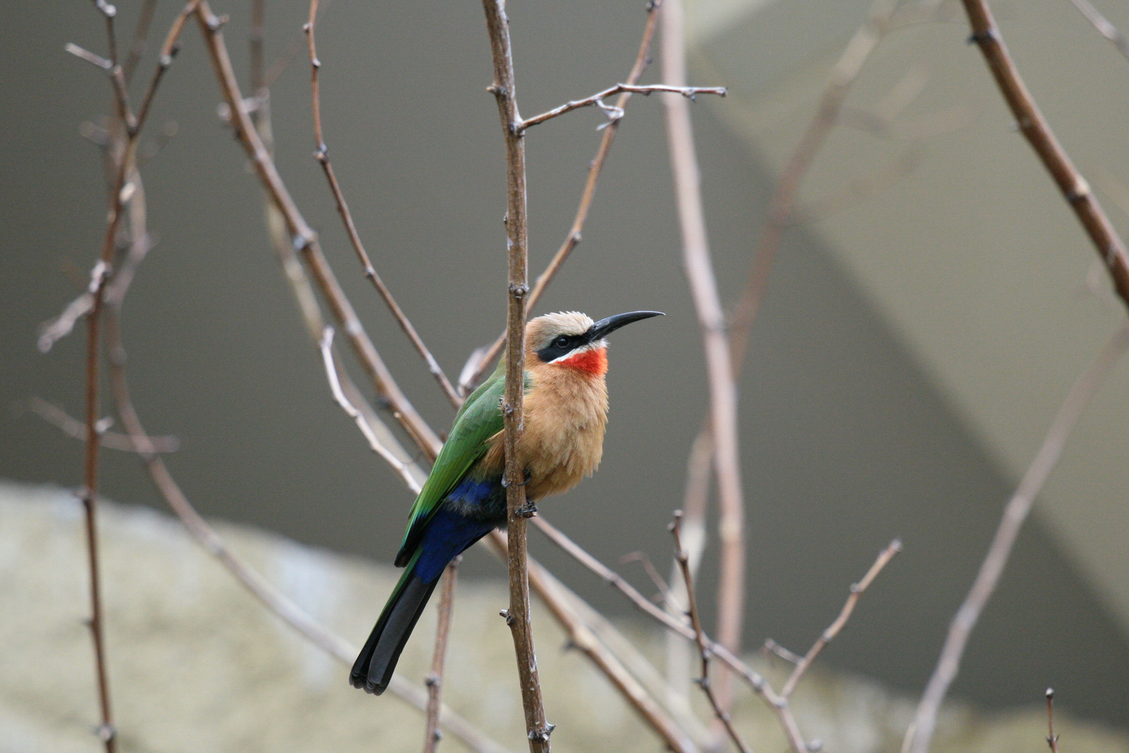 Bienenfresser - Weißstirnspint - White fronted Bee eater