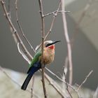 Bienenfresser - Weißstirnspint - White fronted Bee eater