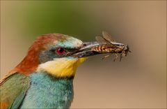 Bienenfresser - ziemlich nah!