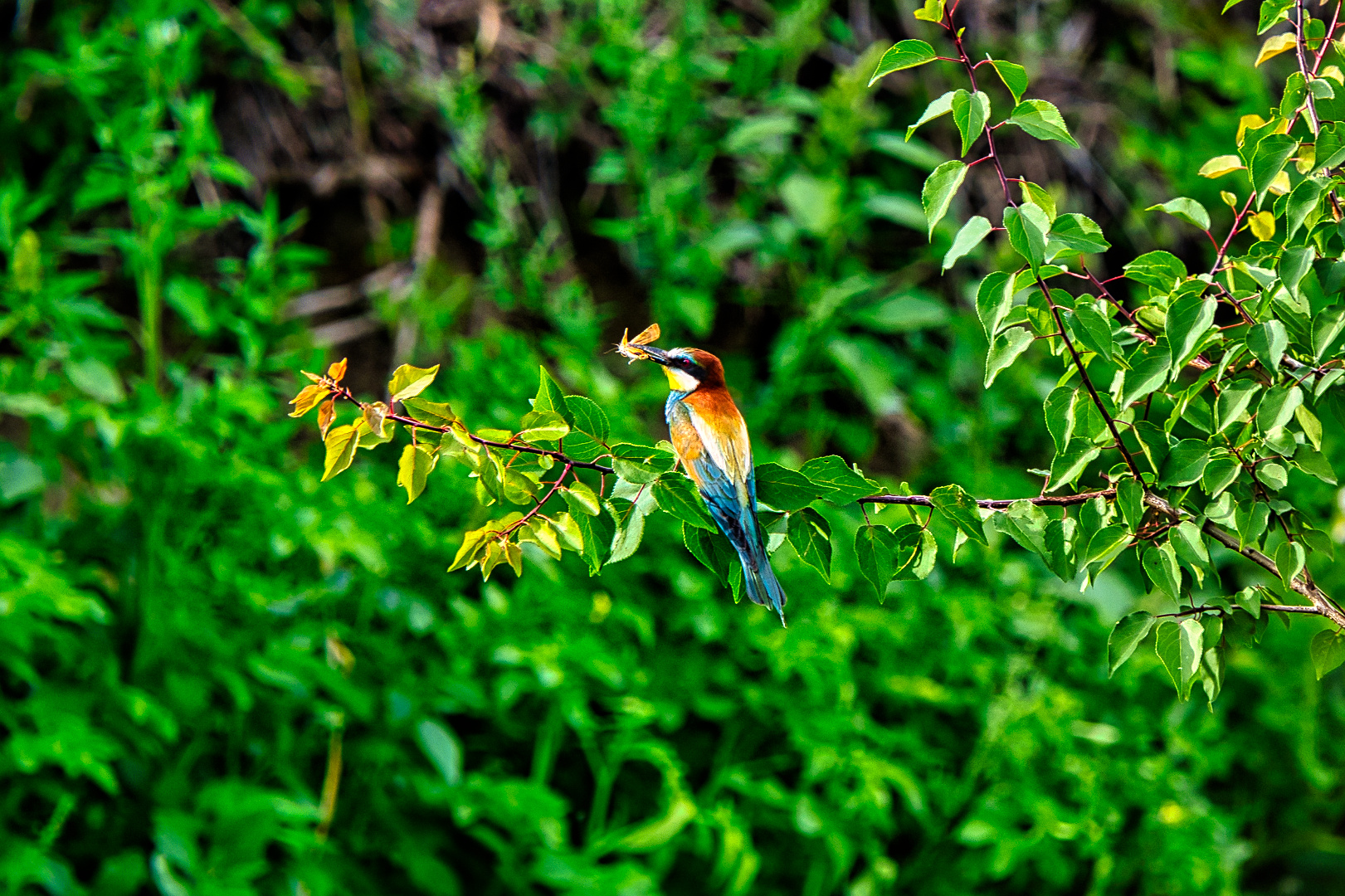 Bienenfresser(Marops Apiaster) auf Ast