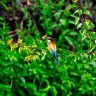 Bienenfresser(Marops Apiaster) auf Ast