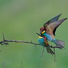 Bienenfresser,Merops apiaster,European Bee eater 