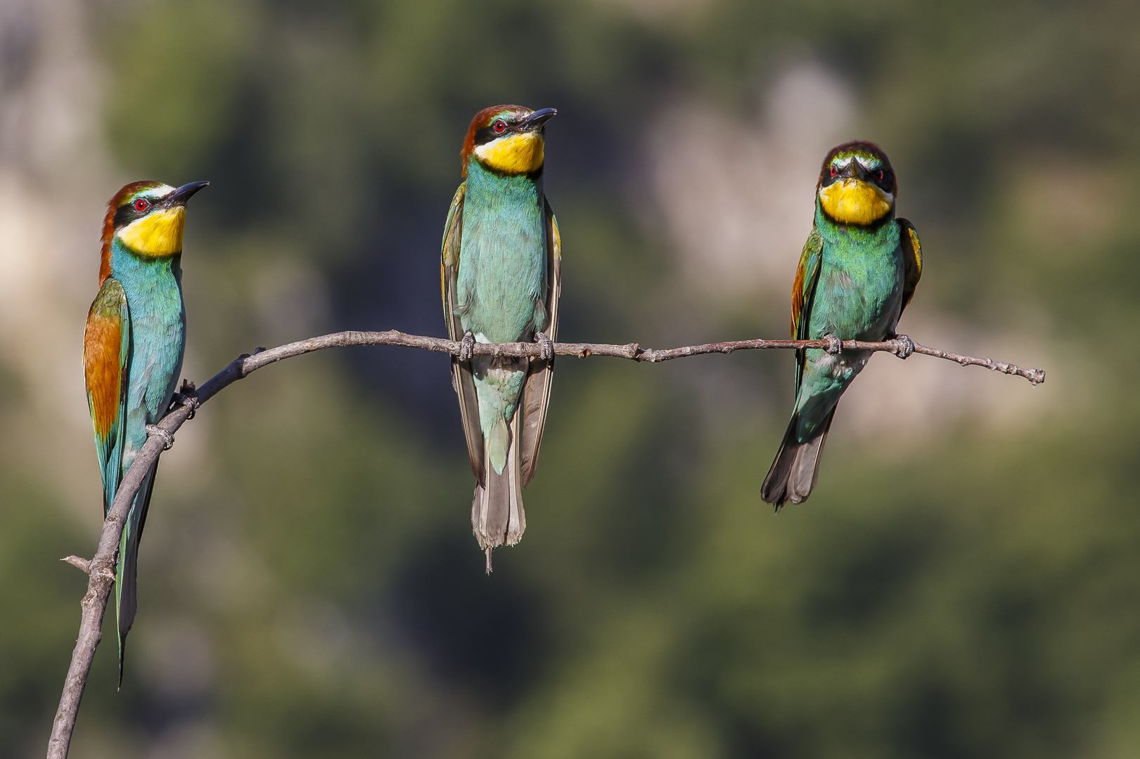 Bienenfressertrio