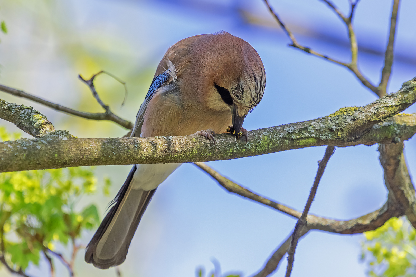 Bienenfresser/Wespenfresser  getarnt als Eichelhäher