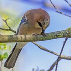 Bienenfresser/Wespenfresser  getarnt als Eichelhäher