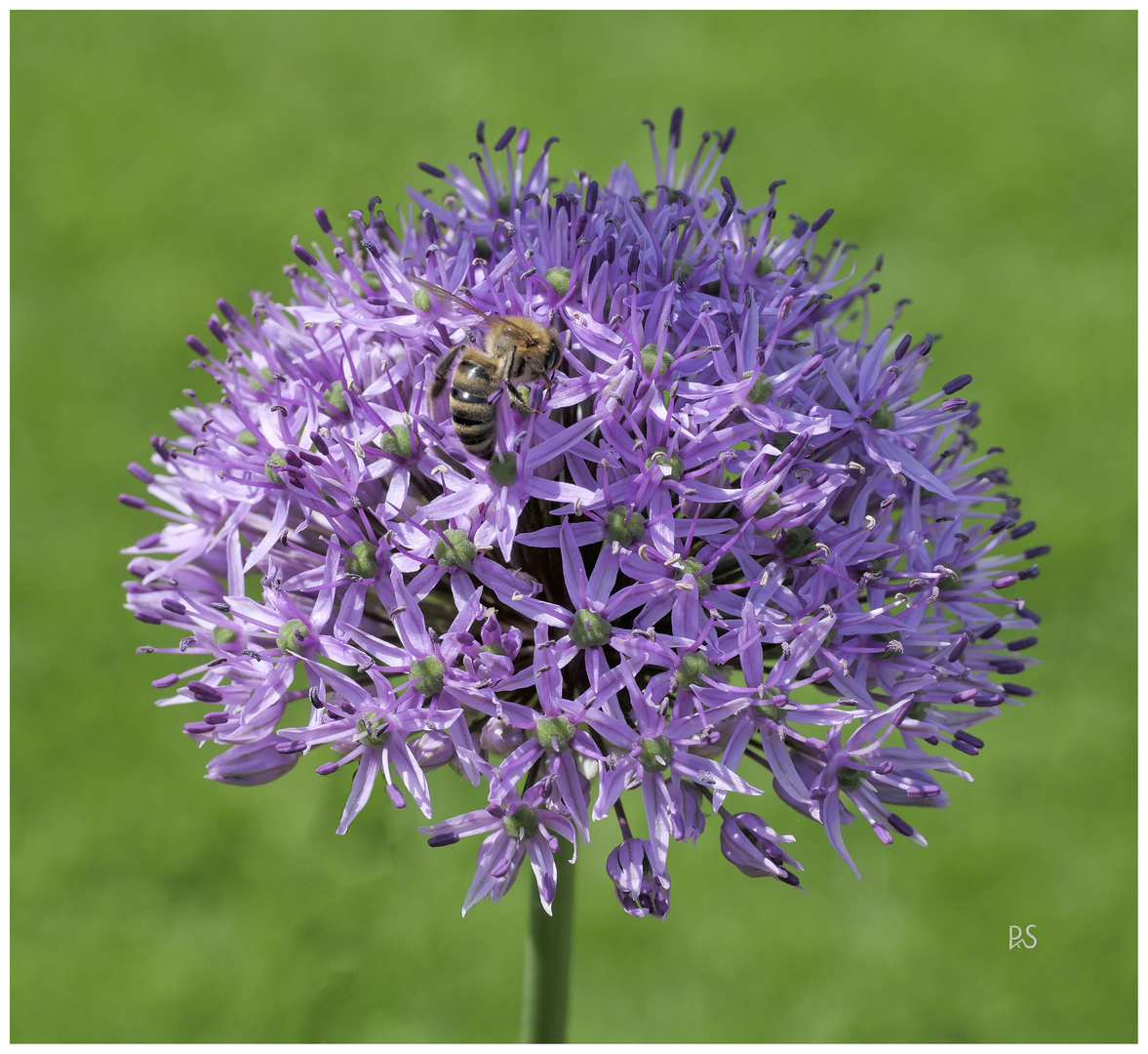 Bienenfreude