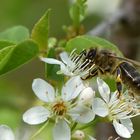 Bienenfreude