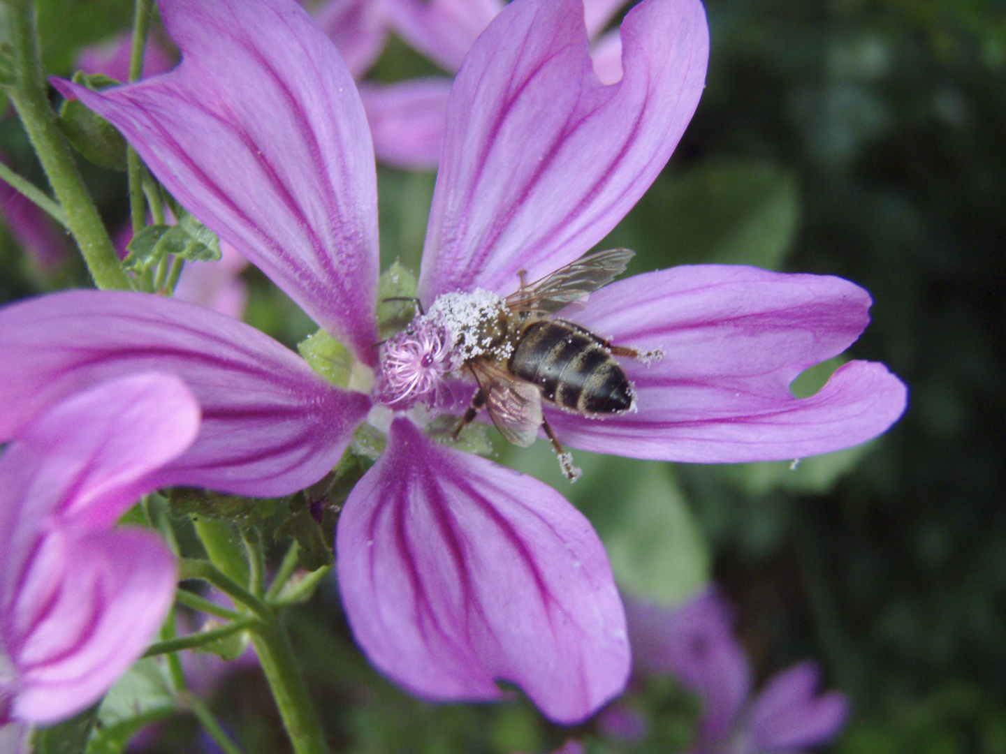 Bienenfreude: Bestäubung