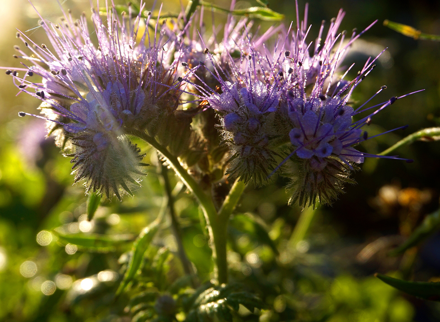 Bienenfreude im Herbst