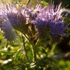 Bienenfreude im Herbst