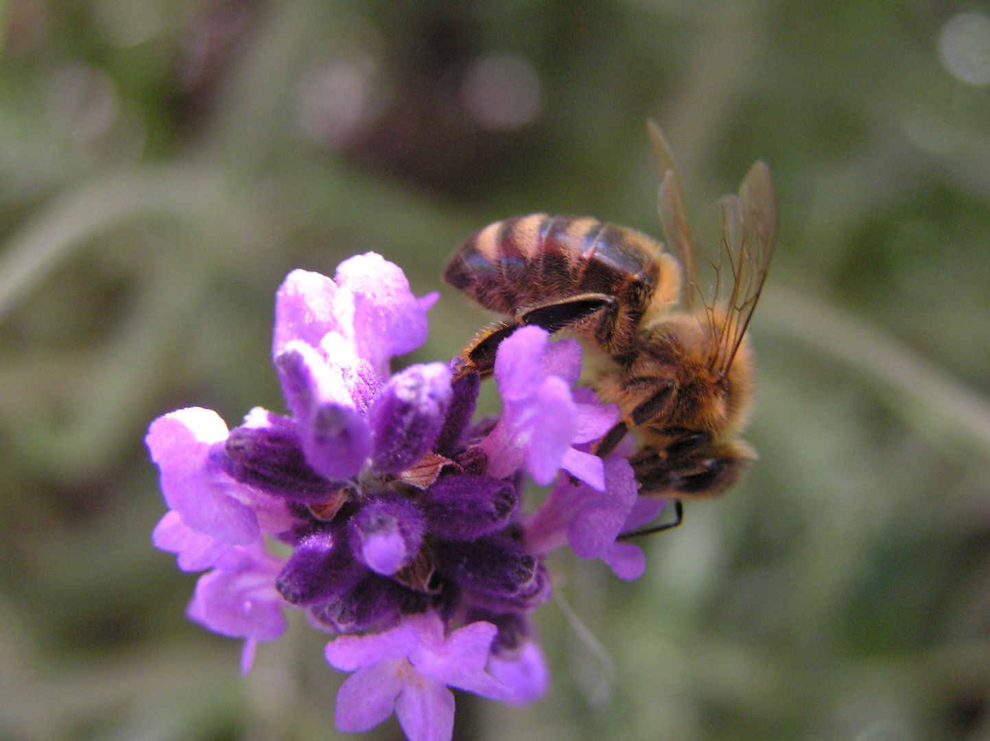 Bienenfreuden