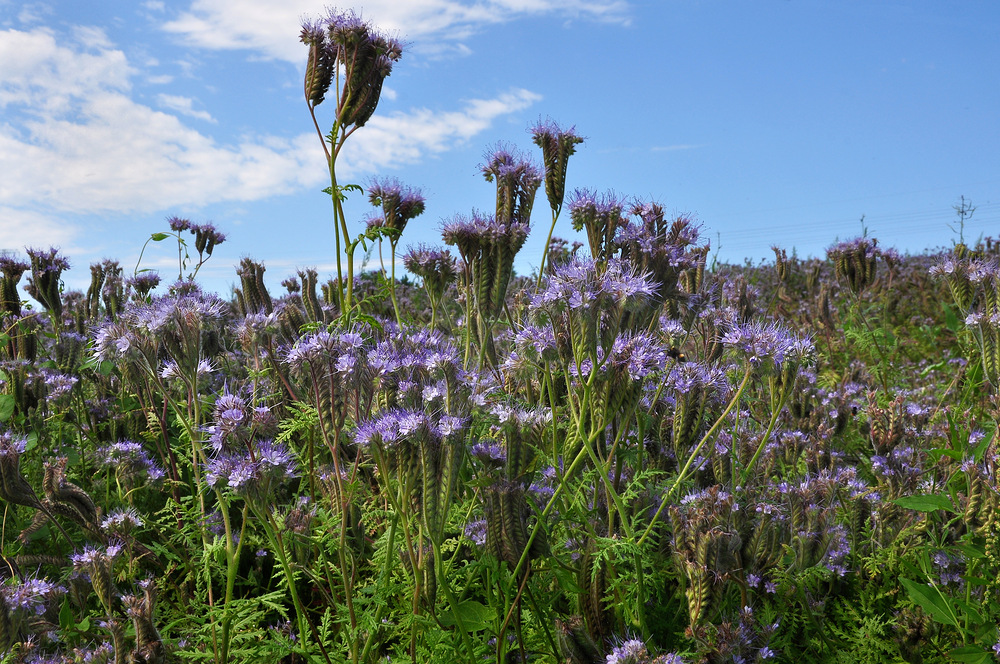 Bienenfreund.............