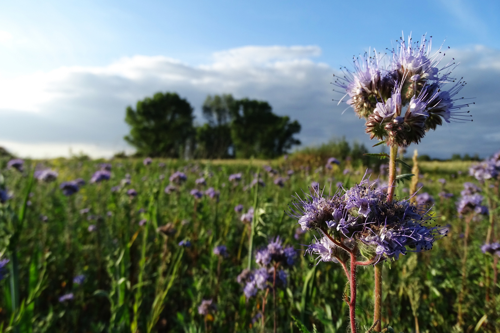 Bienenfreund