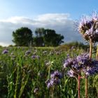 Bienenfreund