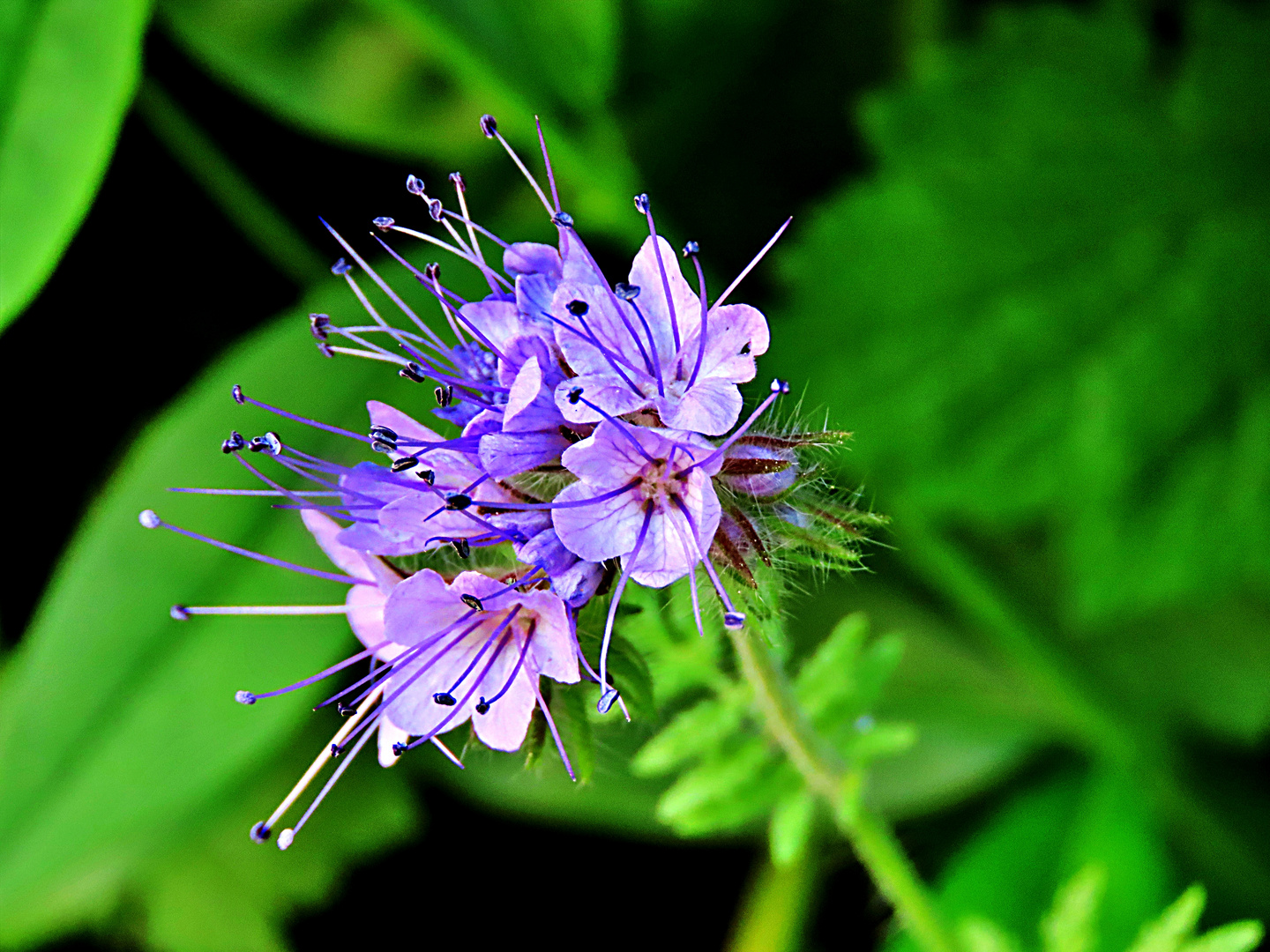 Bienenfreund