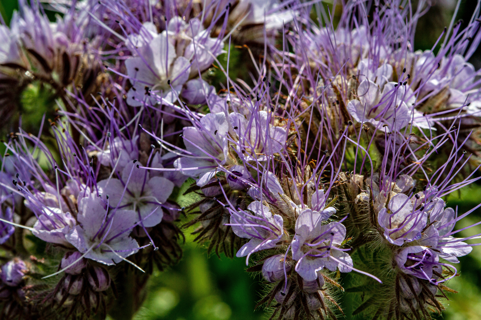 Bienenfreund