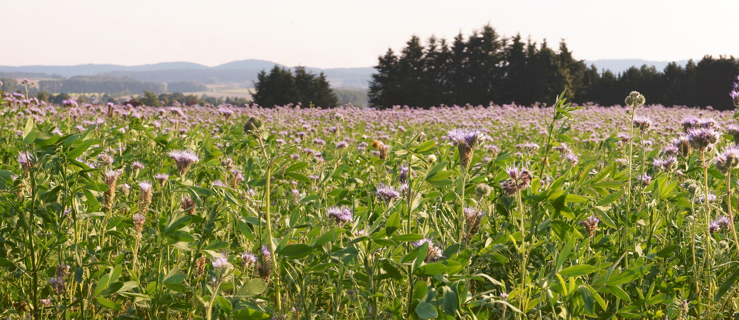 Bienenfreund