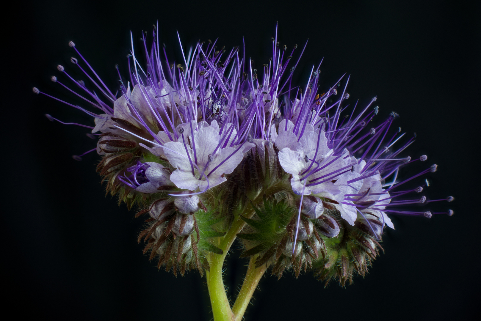 Bienenfreund