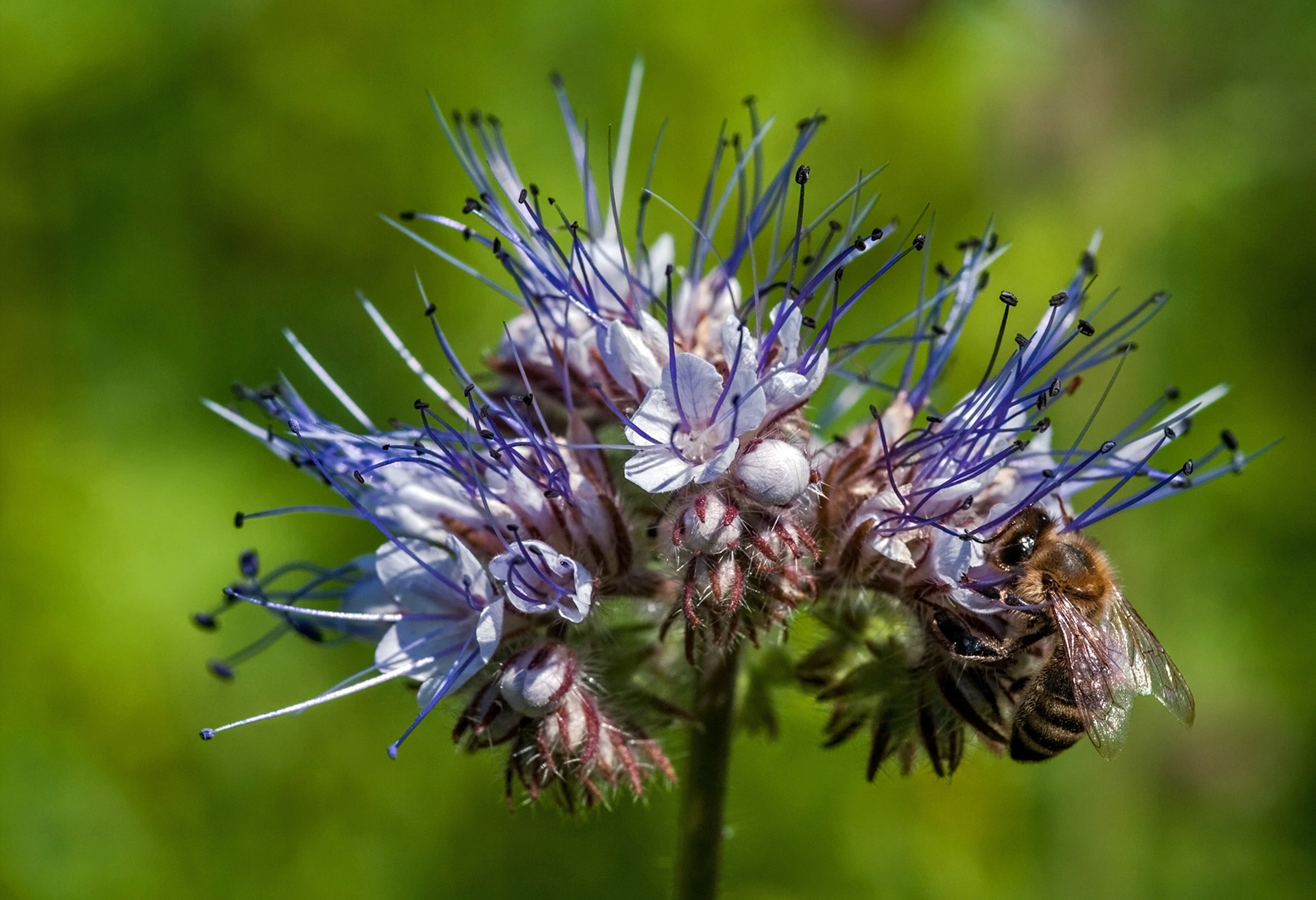 Bienenfreund