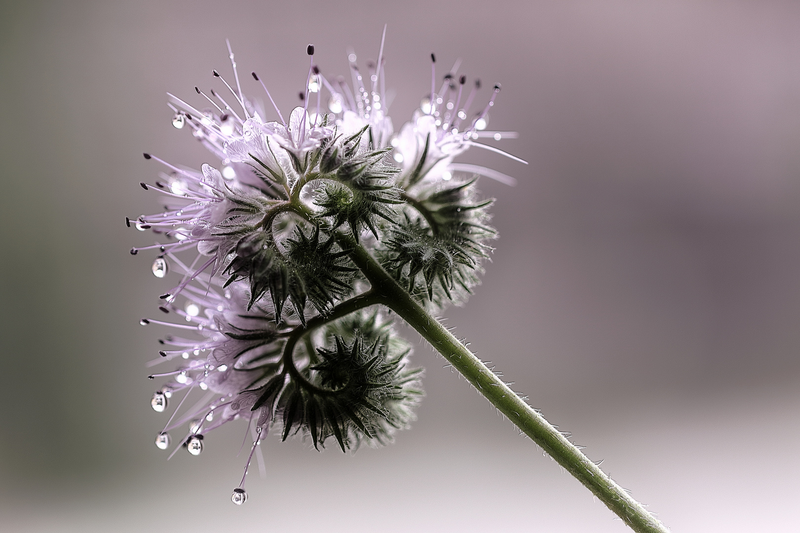 Bienenfreund