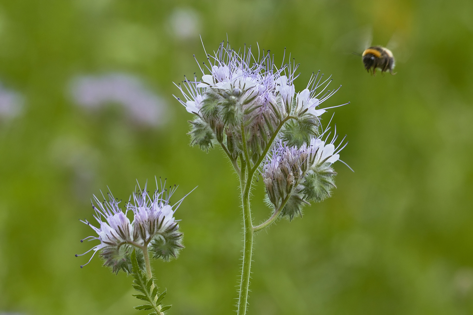 Bienenfreund