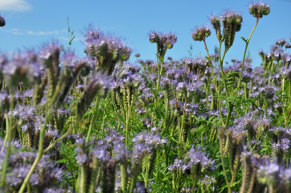 Bienenfreund..................