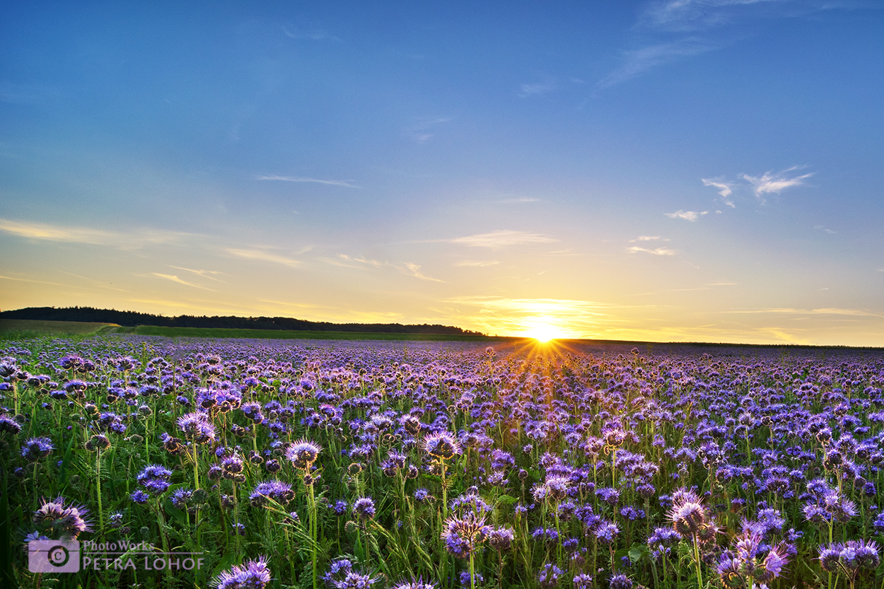 Bienenfreund